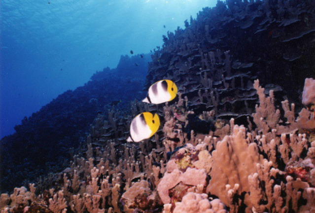 Diving in United States, Rota, MP - By Jason Osterson