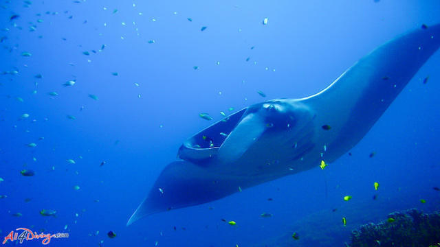 All 4 Diving Phuket - Dive Center in Thailand