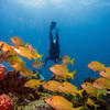 Picture taken during the dive