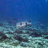 Picture taken during the dive