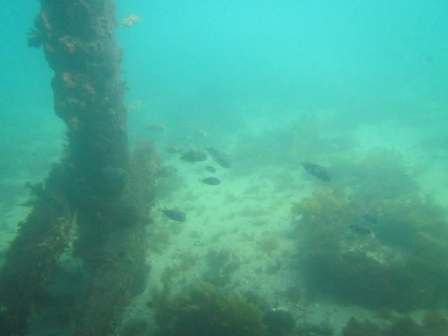 Extreme Watersport - Dive Center in Australia