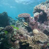 Picture taken during the dive