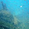 Picture taken during the dive