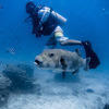 Picture taken during the dive