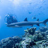 Picture taken during the dive