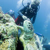 Picture taken during the dive