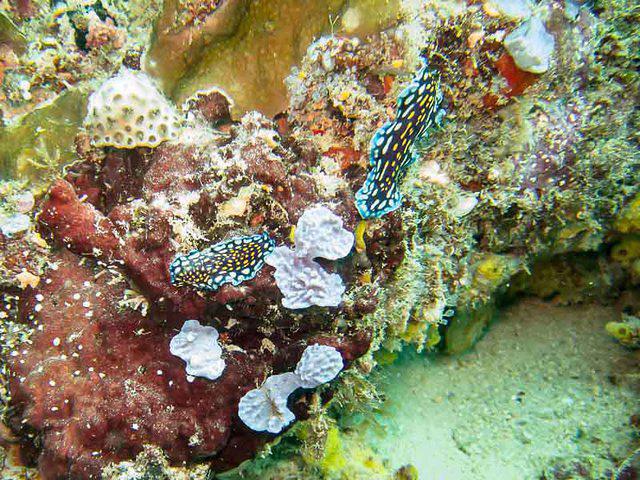 Mafia Island Sea Point - Dive Center in Tanzania