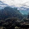 Picture taken during the dive