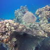 Picture taken during the dive
