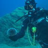 Picture taken during the dive