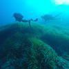 Picture taken during the dive