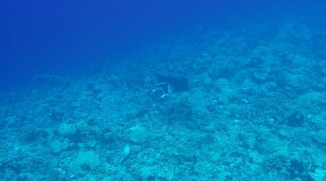 TOPDIVE-Bathys Fakarava - Dive Center