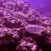 Picture taken during the dive