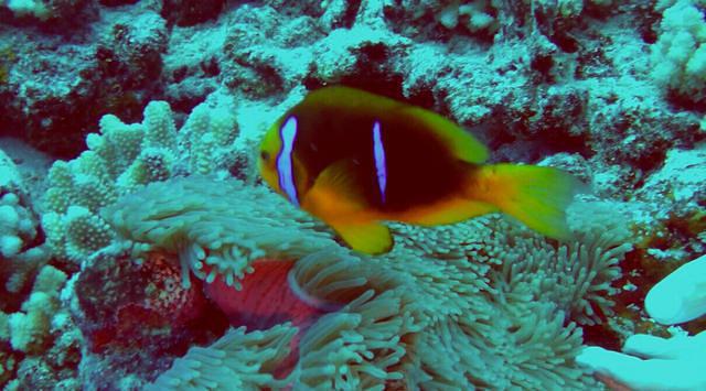 Diving in French Polynesia, Bora Bora - By Jean-François Triandafyllides