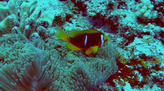 Diving in French Polynesia, Bora Bora - By Jean-François Triandafyllides