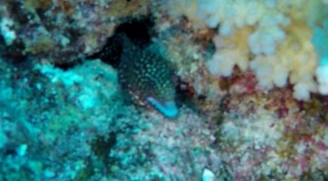 TOPDIVE-Bathys Bora Bora - Dive Center in French Polynesia