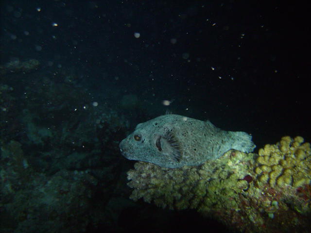 Rasdhoo Atoll Divers - Dive Center