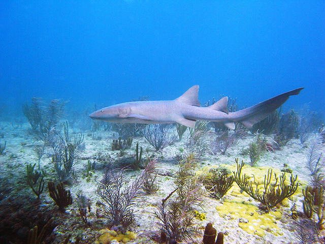 South Florida Diving Headquarters - Dive Center in United States