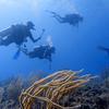 Picture taken during the dive
