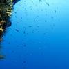 Picture taken during the dive