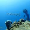 Picture taken during the dive