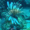Picture taken during the dive