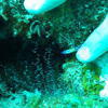 Picture taken during the dive