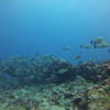 Picture taken during the dive