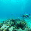 Picture taken during the dive