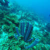 Picture taken during the dive