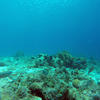 Picture taken during the dive