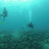 Picture taken during the dive