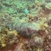 Picture taken during the dive