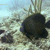 Picture taken during the dive