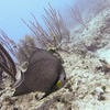 Picture taken during the dive