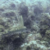 Picture taken during the dive