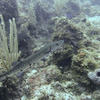 Picture taken during the dive