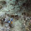 Picture taken during the dive