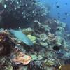 Picture taken during the dive
