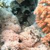Picture taken during the dive