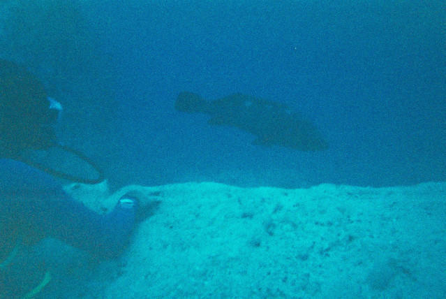 Plongee France Jandia Sub - Dive Center in Spain