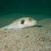 Picture taken during the dive