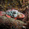 Picture taken during the dive