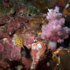 Picture taken during the dive