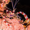 Picture taken during the dive