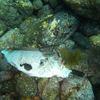 Picture taken during the dive