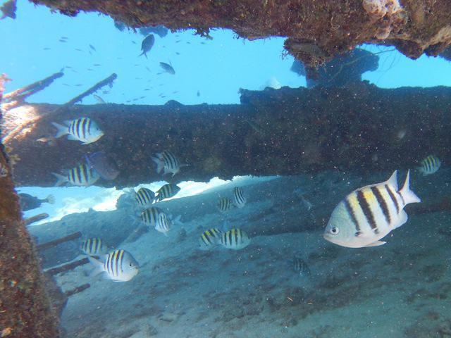 THE DIVESHOP Curacao - Dive Center in Netherlands Antilles