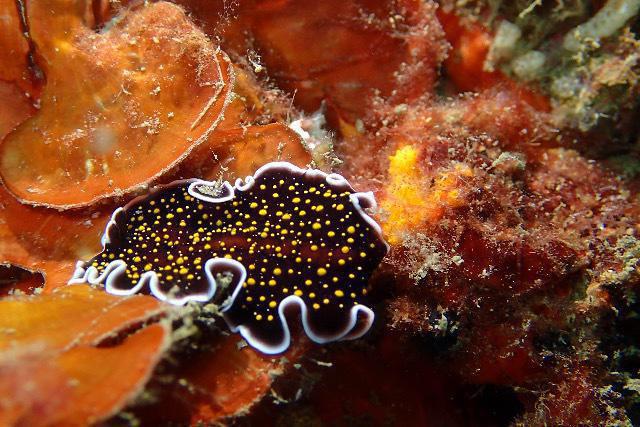 Diving in Taiwán, New Taipei City - By Pei-Chun Lo