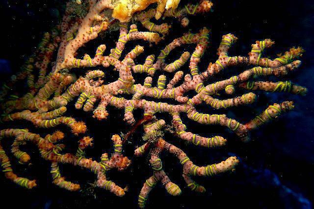 Diving in Taiwán, New Taipei City - By Pei-Chun Lo