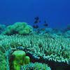 Picture taken during the dive